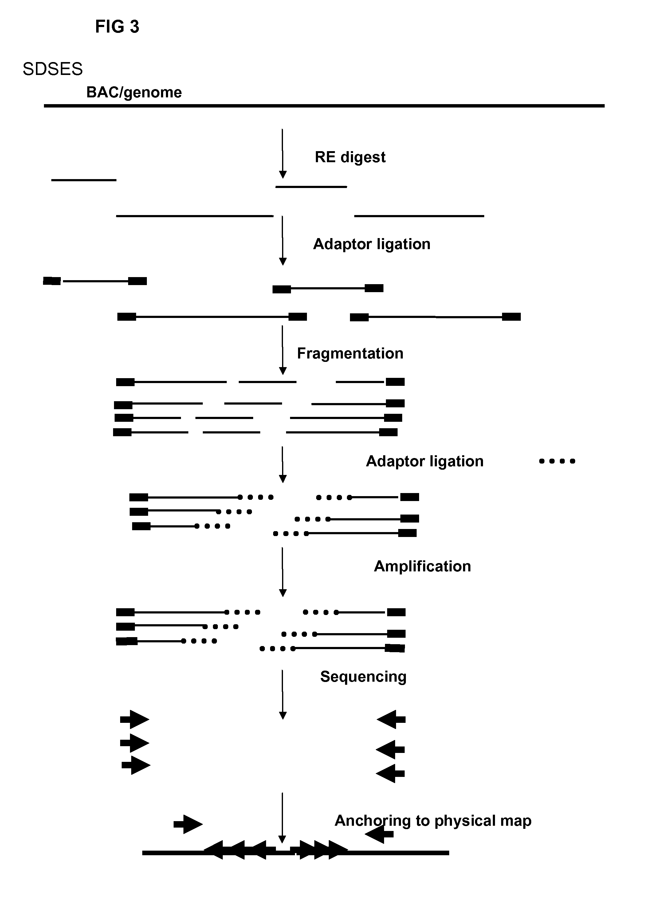 Restriction enzyme based whole genome sequencing