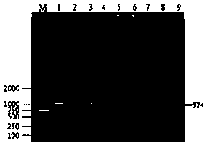 A kind of multiple PCR detection primer and detection method for detecting four kinds of sheep pathogenic bacteria