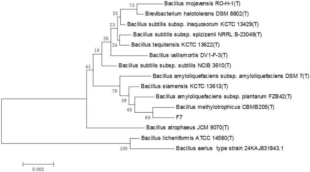 Bacillus methylotrophicus F7 and application thereof