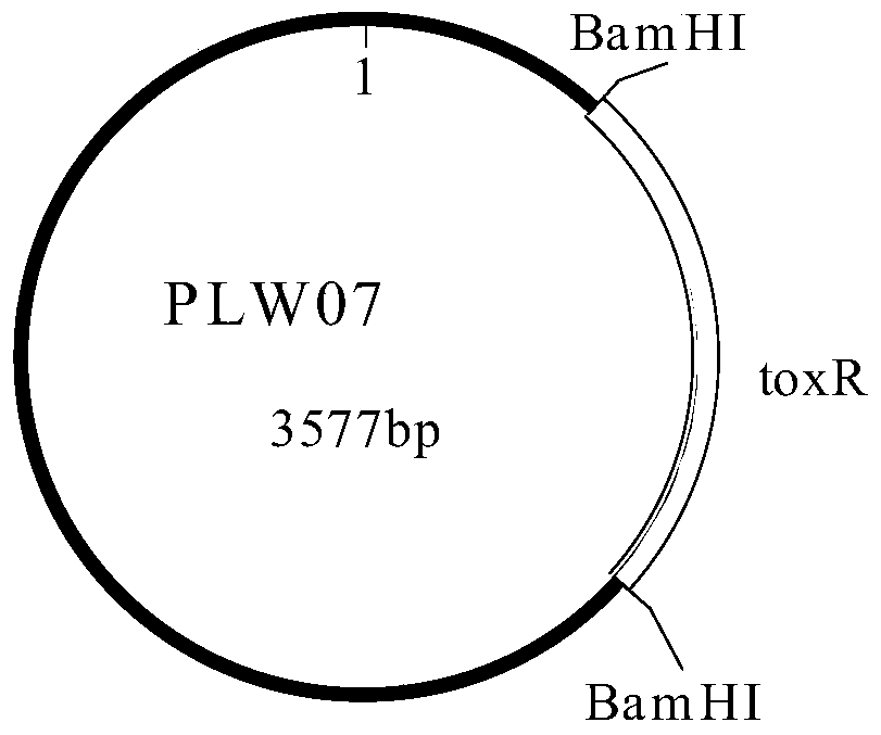 A polynucleotide, method and kit for real-time fluorescent quantitative PCR detection of Vibrio cholerae