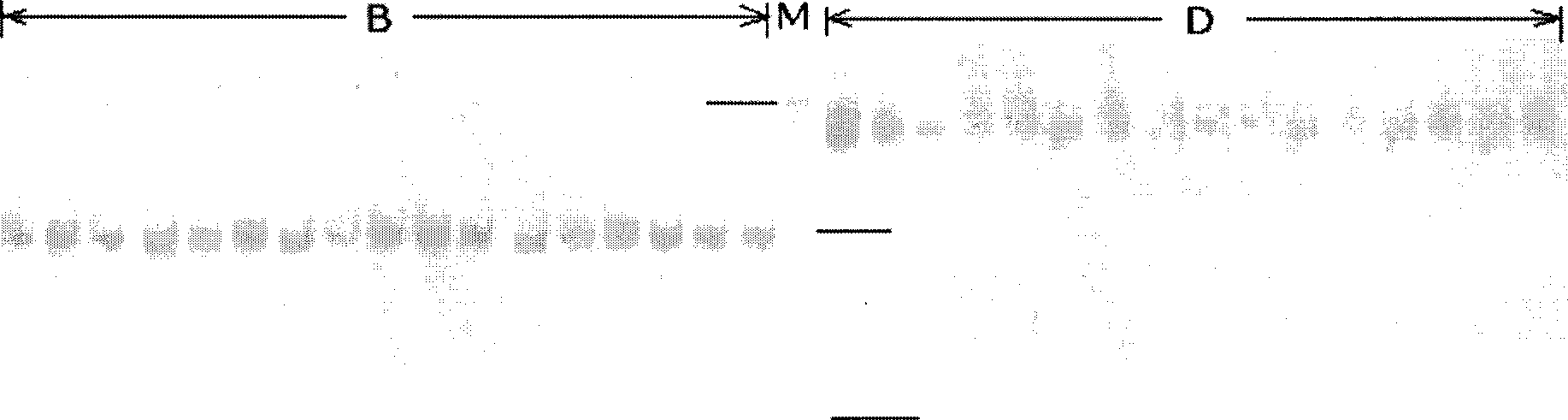 Molecular identification method for siniperca kneri garman and siniperca scherzeri and kit