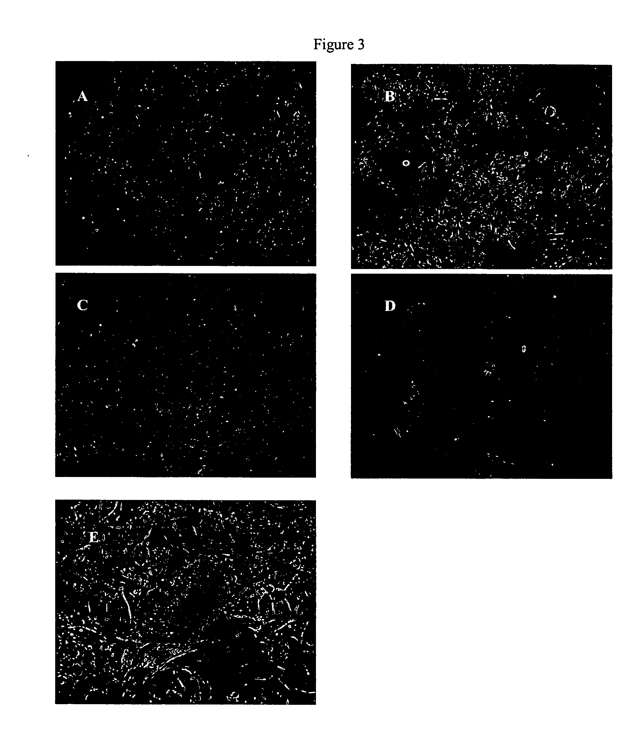 Peptides, derivatives and analogs thereof, and methods of using same