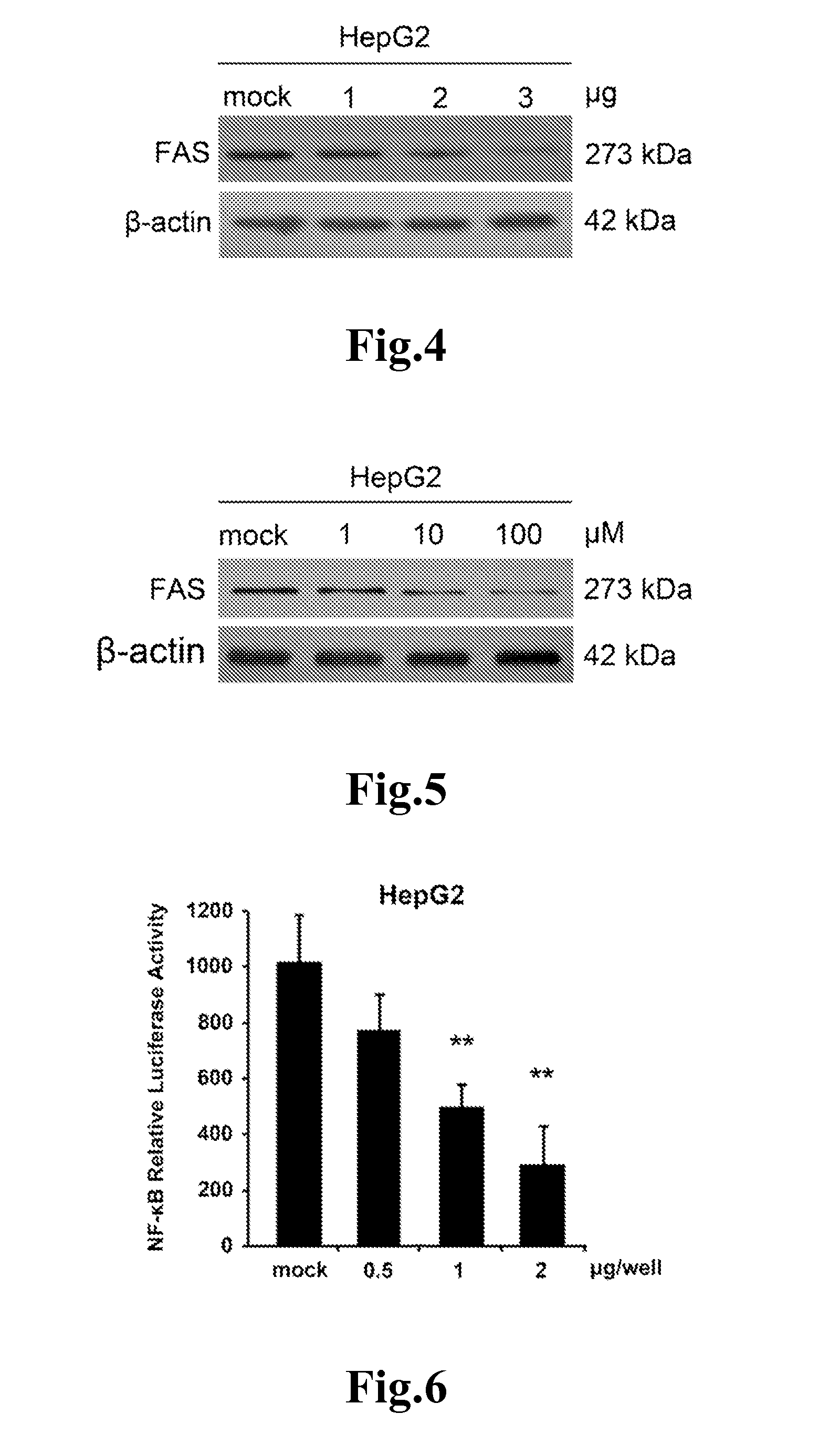 Anti-fatty acid synthase polypeptide and use thereof