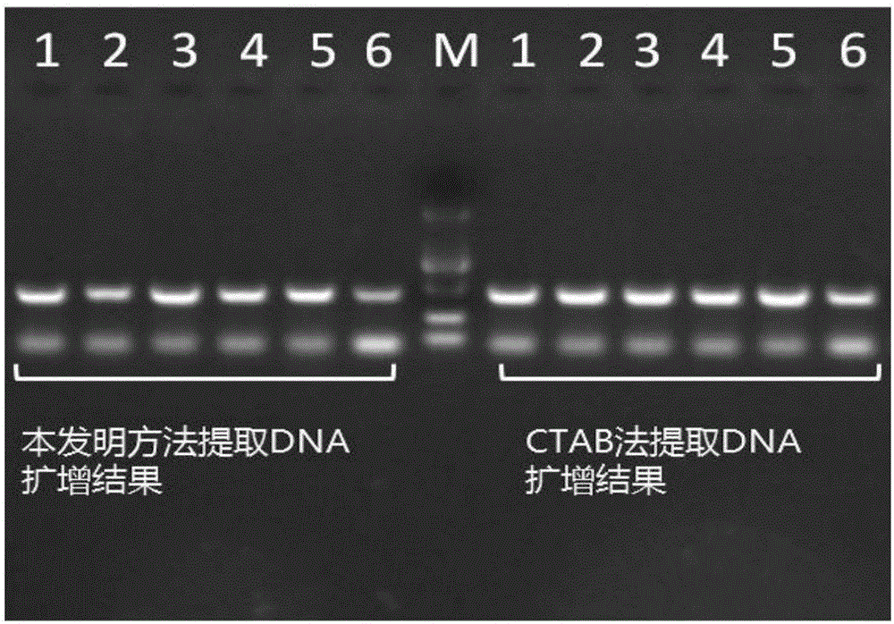 Simplified method for rapidly extracting DNA from plant leaves