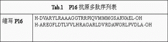 Amino acid sequence for detecting tumor marker P16 antigenic epitope and application of amino acid sequence