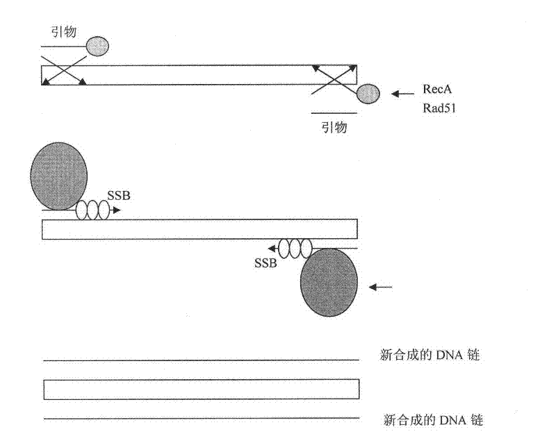 Reactive reagent of nucleic acid amplification by chain replacement at room temperature and nucleic acid amplification method at room temperature thereof