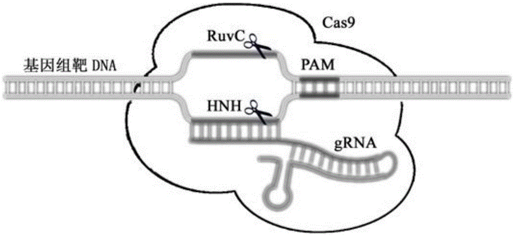 A specific site-directed transformation and screening method of DNA virus genome