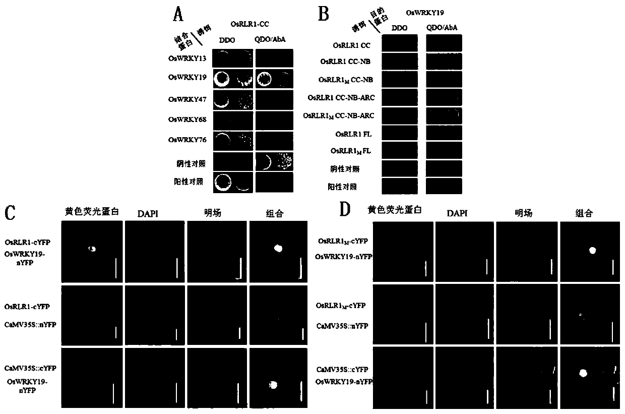 Anti-disease gene OsRLR1, transcription factor OsWRKY19 and application of anti-disease gene OsRLR1 and transcription factor OsWRKY19 in bacterial leaf blight resistant breeding of rice