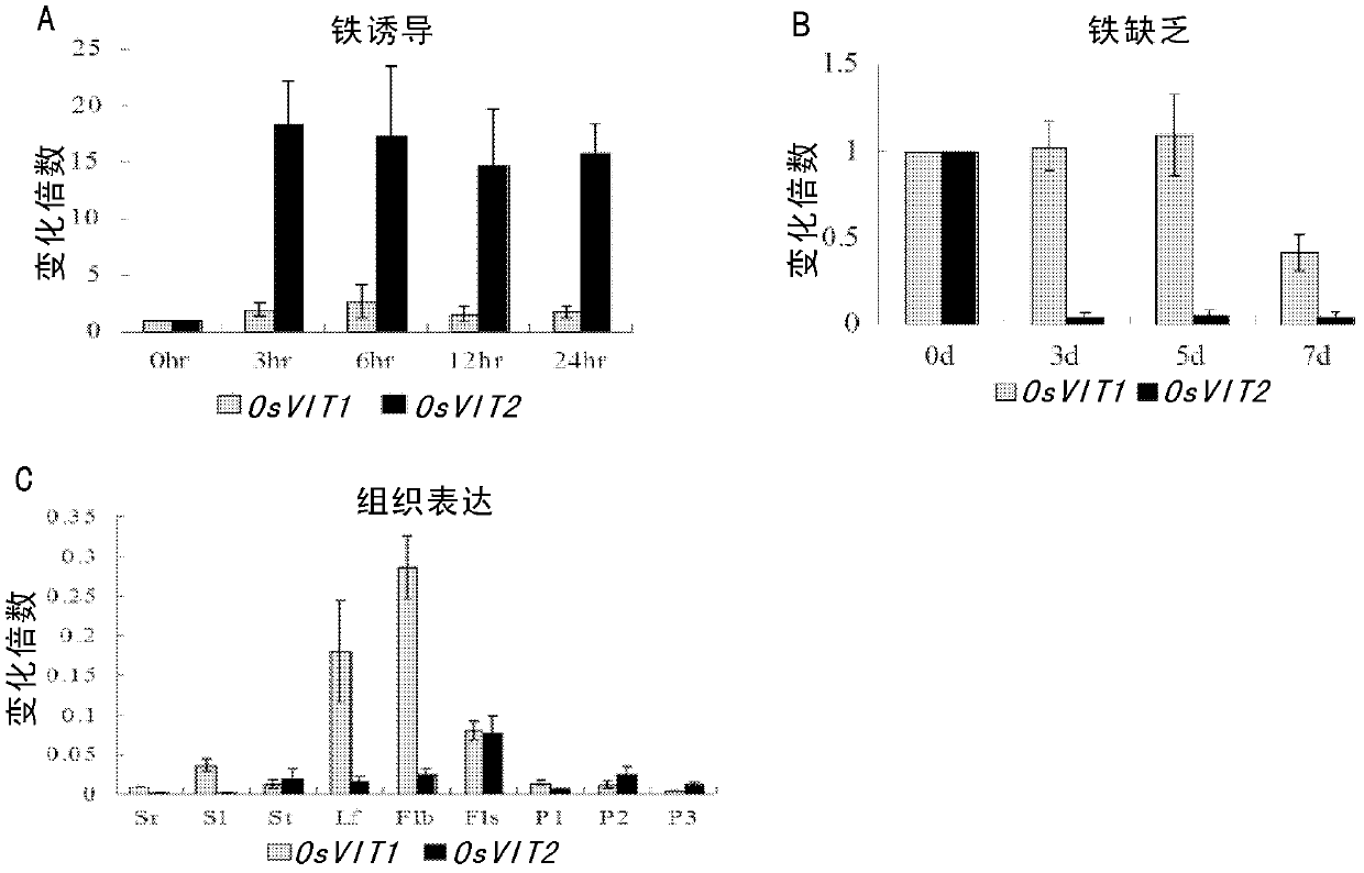 Metal transporter protein and encoding gene and application thereof