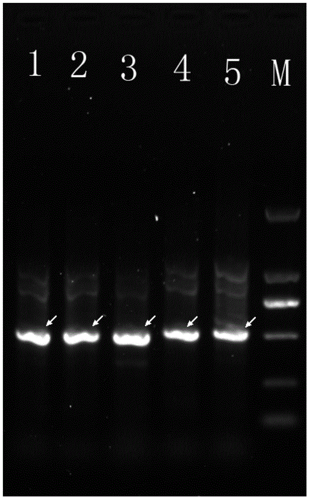 Specific molecular marker DNA sequence of lactobacillus plantarum and application of specific molecular marker DNA sequence