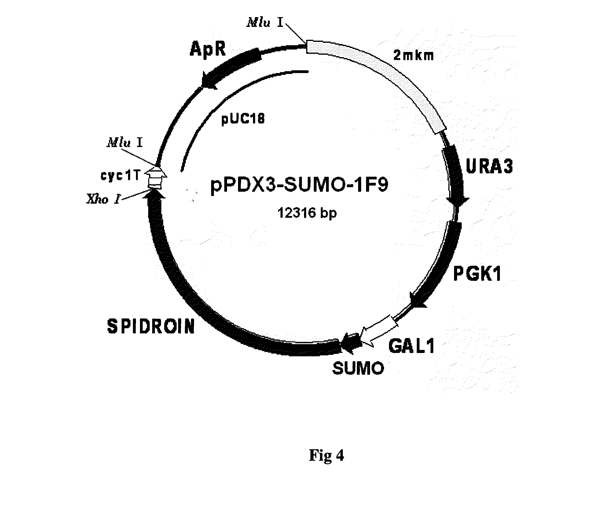 Method for producing web protein, a fused protein, recombinant dna, an expression vector, a host cell and strain-producers