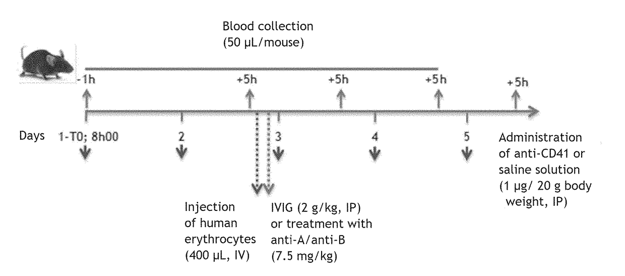 Composition enriched in Anti-a and/or Anti-b polyclonal immunoglobulins for use in the treatment of autoimmune diseases or polycythemia