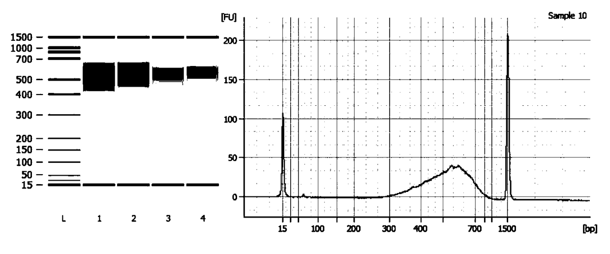 High-throughput transcriptome library construction method