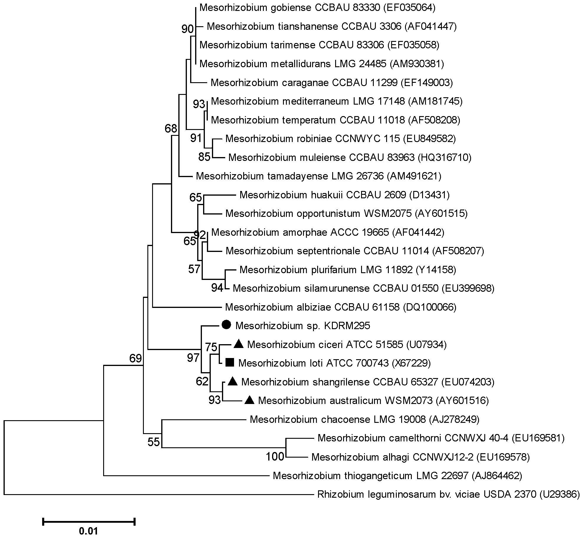 Mesorhizobium KDRM295 and application thereof