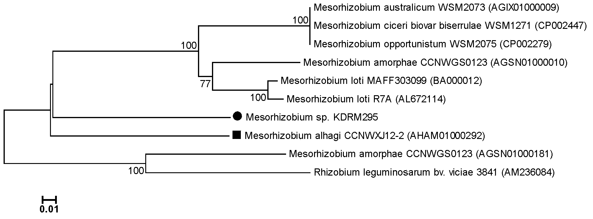 Mesorhizobium KDRM295 and application thereof