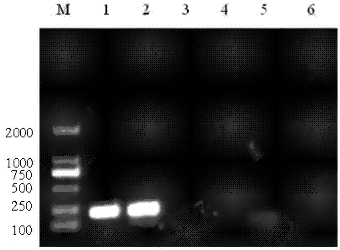 Reverse transcription-polymerase chain reaction (RT-PCR) detection kit for infectious haematopoietic necrosis viruses (IHNV) and preparation method of kit