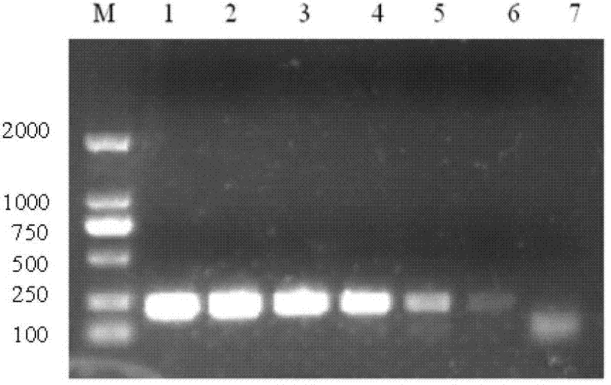 Reverse transcription-polymerase chain reaction (RT-PCR) detection kit for infectious haematopoietic necrosis viruses (IHNV) and preparation method of kit