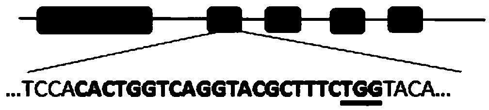 Kit and method for constructing ApoC2 gene knockout hamster model