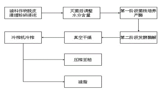 Method for preparing oil in auxiliary cold pressing manner by solid-state fermentation of oil crops by two steps via aspergillus oryzae