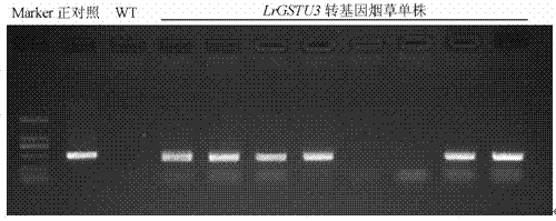 Glutathione S-transferase gene LrGSTU3 of lilium regale and application thereof