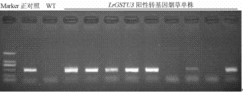 Glutathione S-transferase gene LrGSTU3 of lilium regale and application thereof