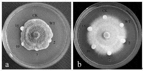 Glutathione S-transferase gene LrGSTU3 of lilium regale and application thereof