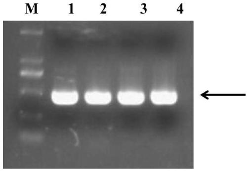 Soybean GmST1 gene mutant plant and preparation method thereof