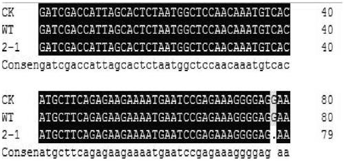 Soybean GmST1 gene mutant plant and preparation method thereof