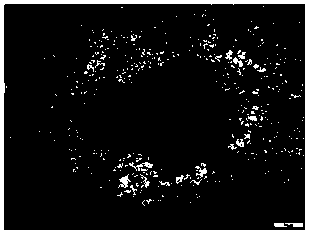 TiB2-ZrB2 composite-phase ceramic reinforced copper-based composite material formed in in-situ synthesis mode according to multi-step method, and preparation method and application thereof