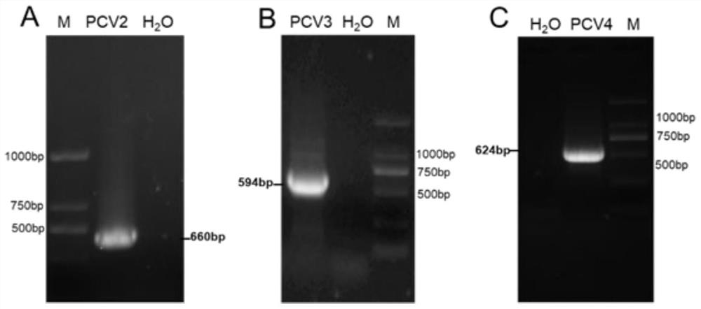 PCV2, PCV3 and PCV4 triple subunit vaccine as well as preparation method and application thereof