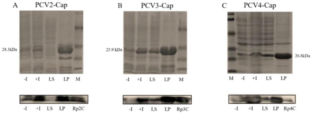 PCV2, PCV3 and PCV4 triple subunit vaccine as well as preparation method and application thereof