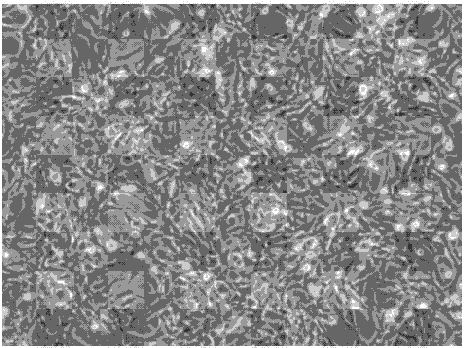 Primary separation culture method for bone marrow mesenchymal stem cells of naked mole rats