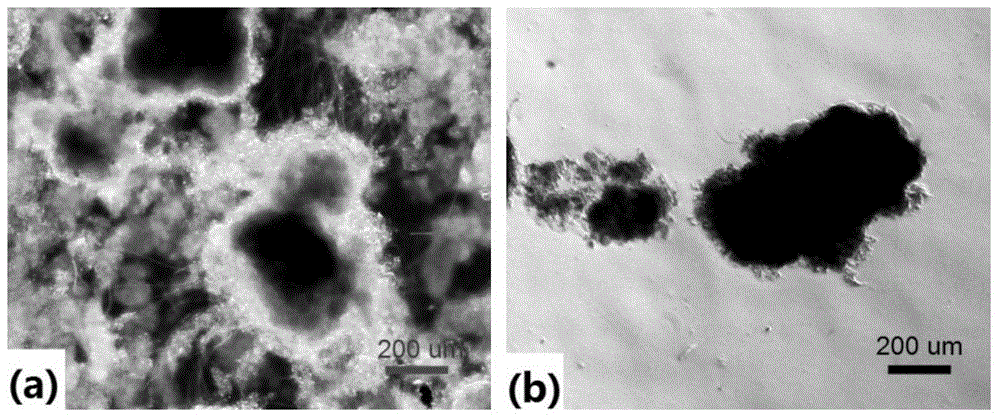 Method for rapidly solving sticky sludge bulking problem