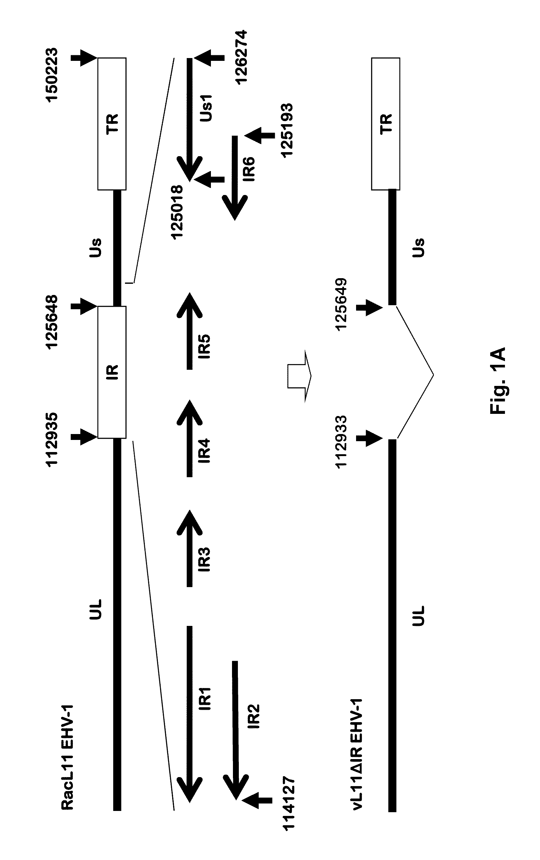 Equine Herpesvirus 1 Vaccine and Vector and Uses Thereof