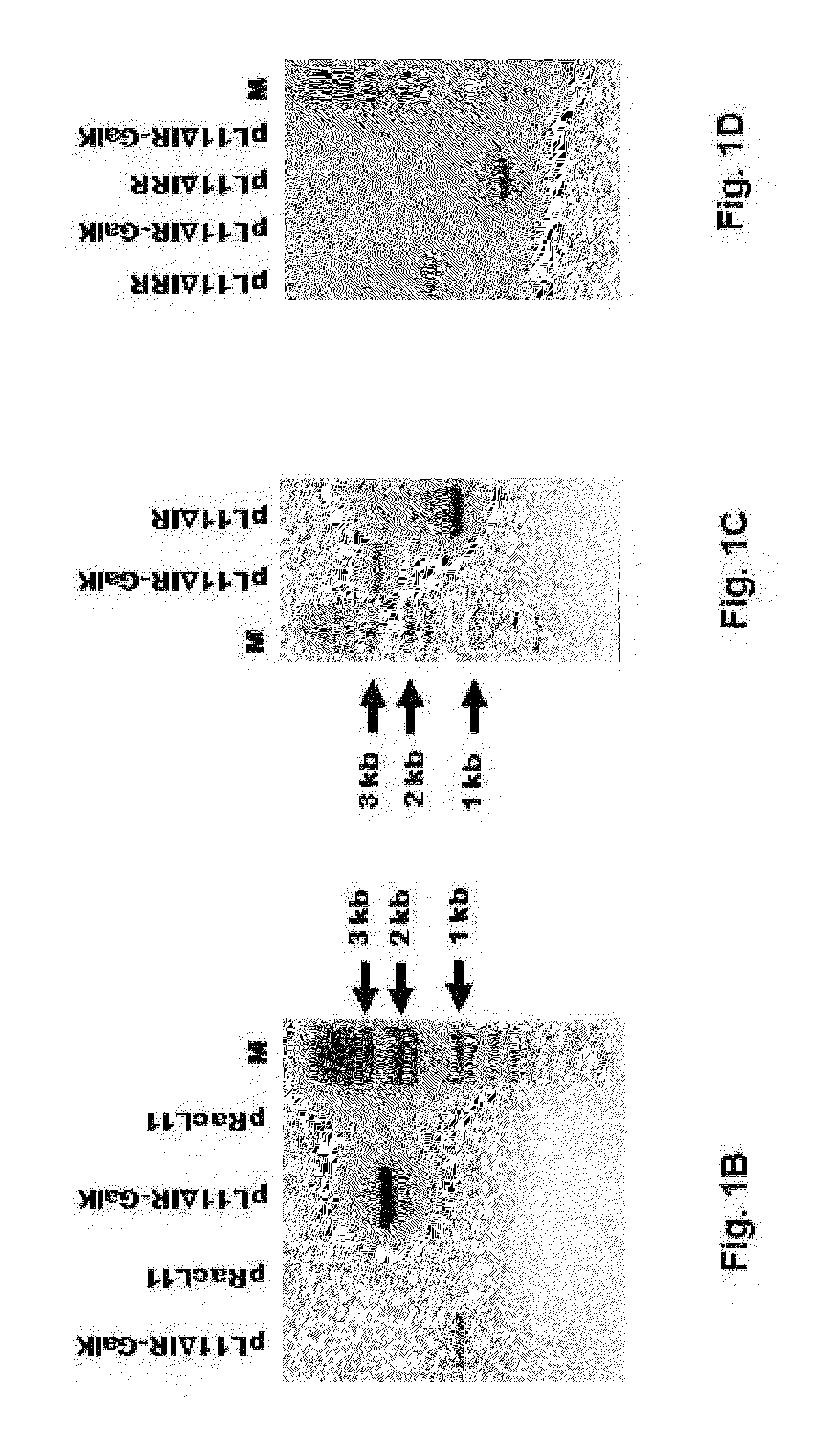 Equine Herpesvirus 1 Vaccine and Vector and Uses Thereof