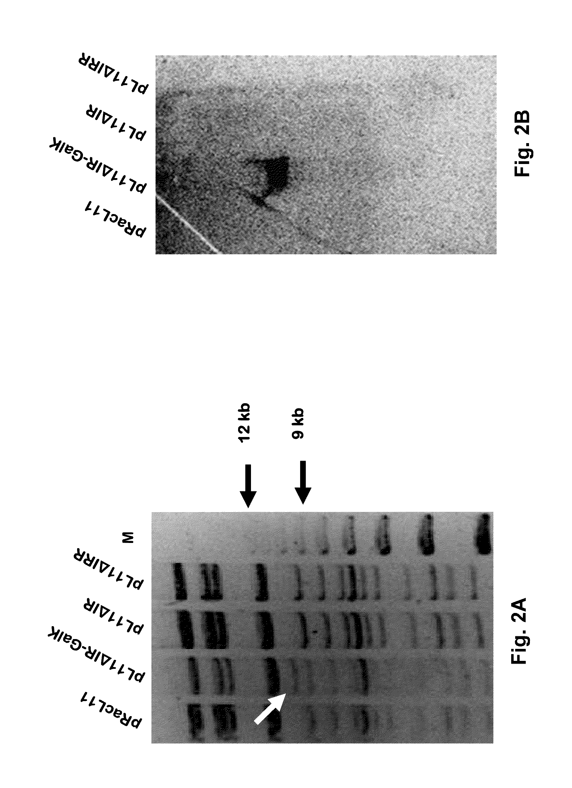 Equine Herpesvirus 1 Vaccine and Vector and Uses Thereof