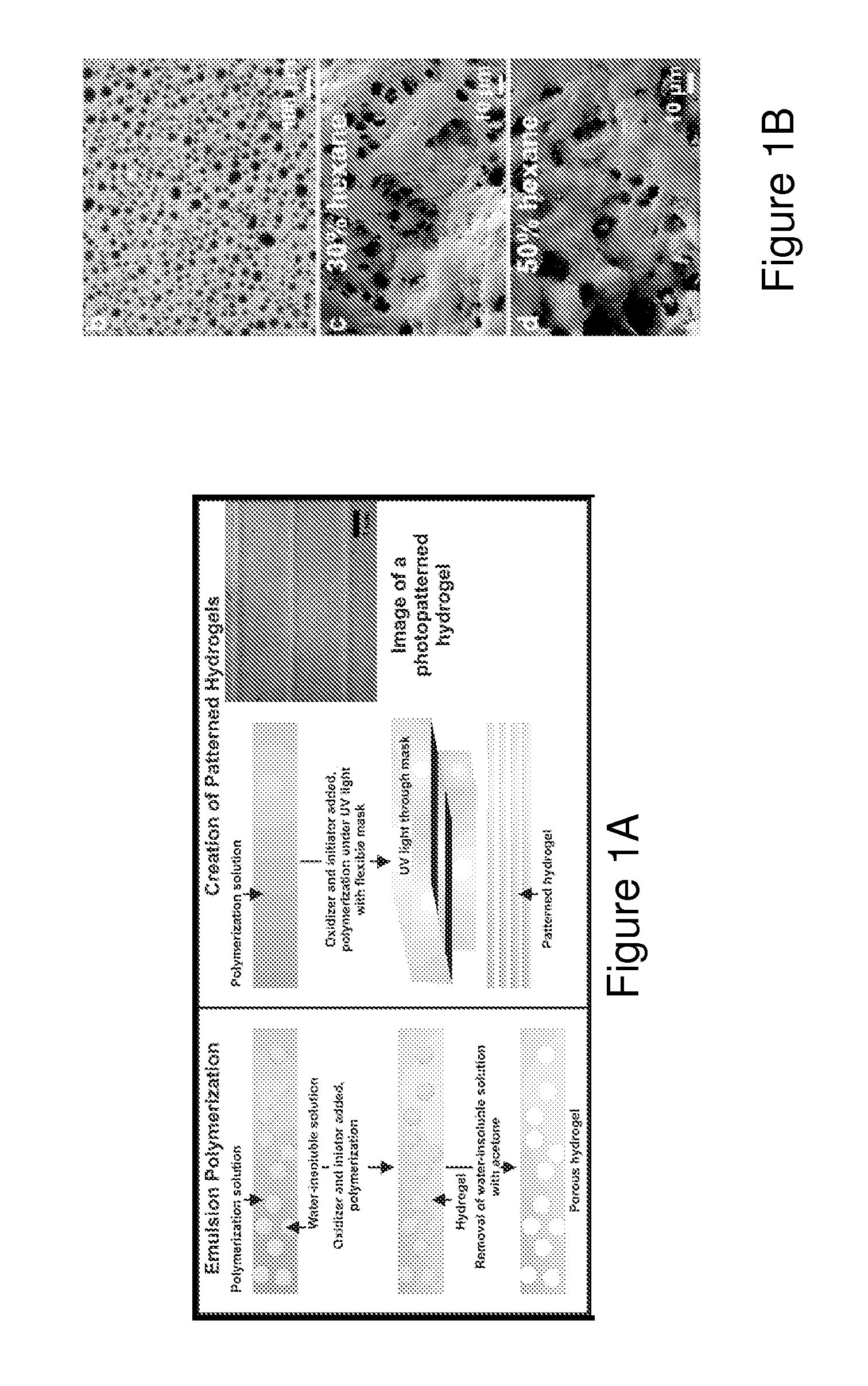 Porous electroactive hydrogels and uses thereof