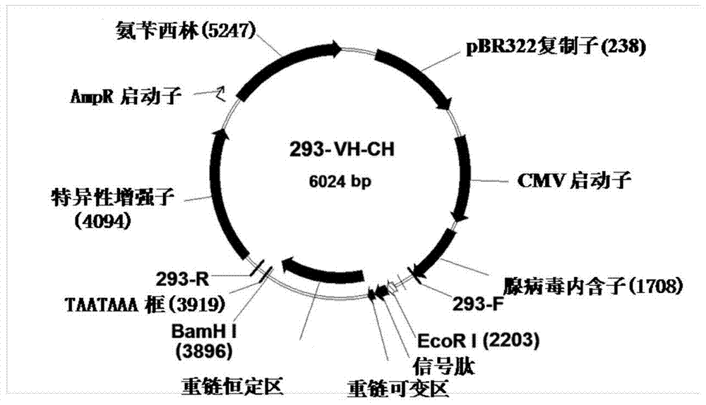 A fully human her2 antibody, its coding gene and application