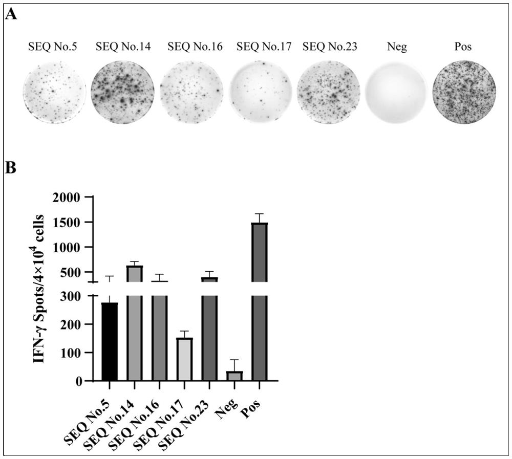 Antigen peptide related to colorectal cancer and application thereof