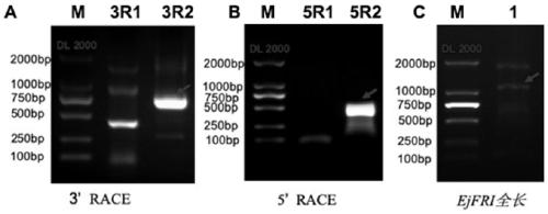 EjFRI gene for delaying loquat flowering time and encoded protein and application thereof