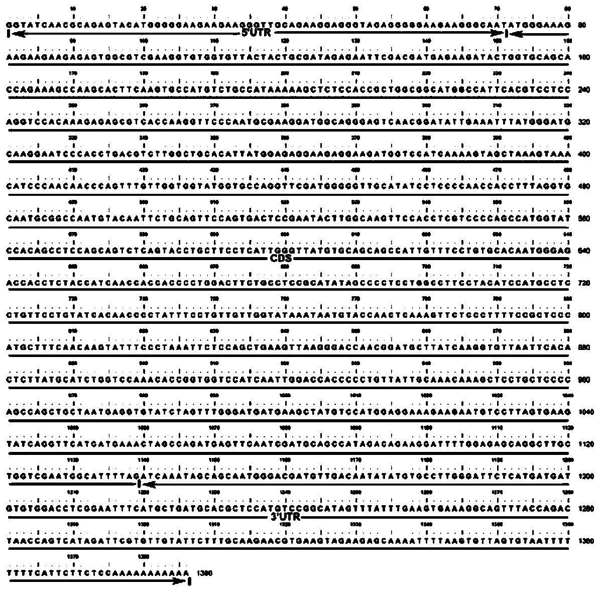 EjFRI gene for delaying loquat flowering time and encoded protein and application thereof