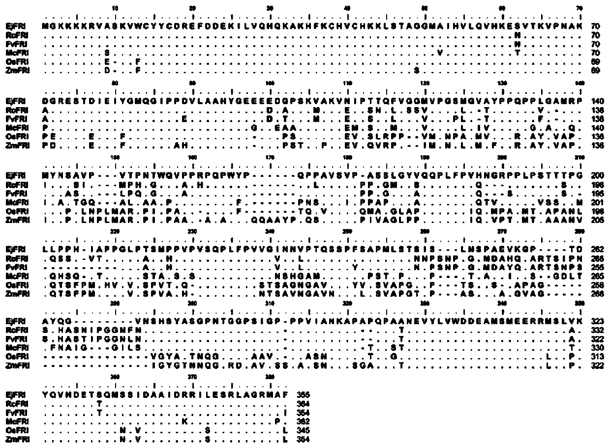 EjFRI gene for delaying loquat flowering time and encoded protein and application thereof