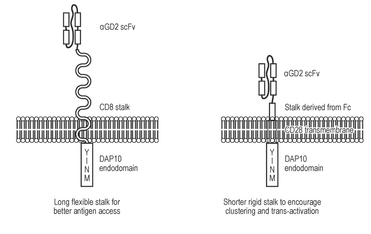 T cell which expresses a gamma-delta t cell receptor (TCR) and a chimeric antigen receptor (CAR)