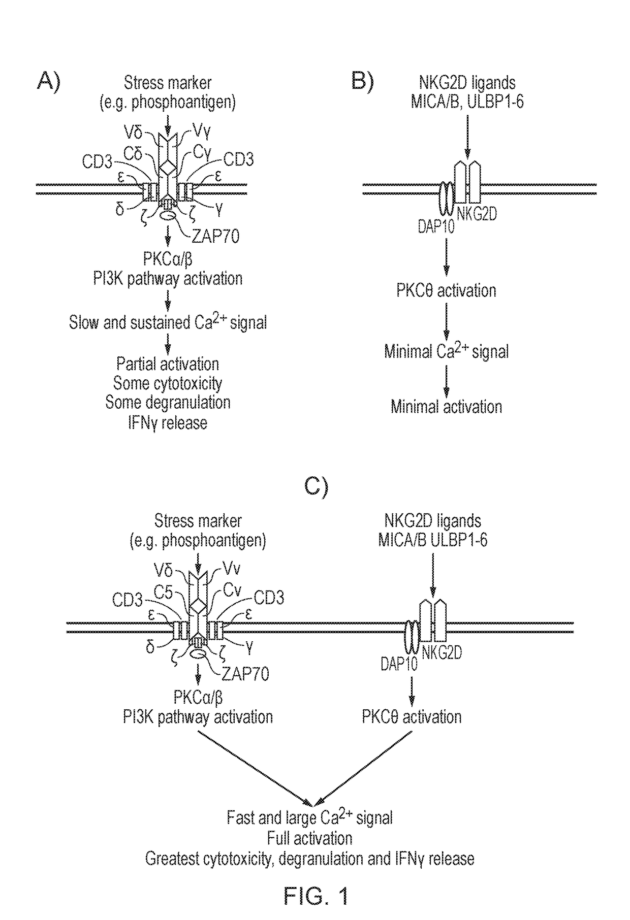 T cell which expresses a gamma-delta t cell receptor (TCR) and a chimeric antigen receptor (CAR)