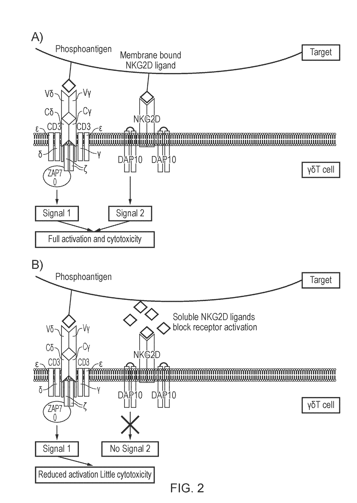 T cell which expresses a gamma-delta t cell receptor (TCR) and a chimeric antigen receptor (CAR)