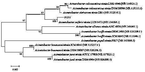 Microbial quorum sensing signal molecular quenching strain and application thereof in biological control of diseases