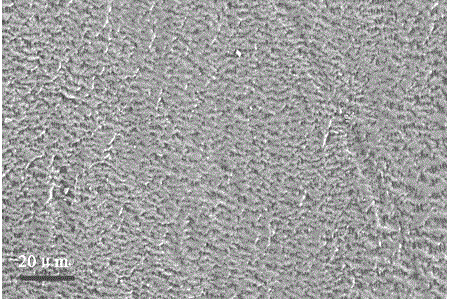 Expanded polytetrafluoroethylene artificial dura mater and preparation technique thereof