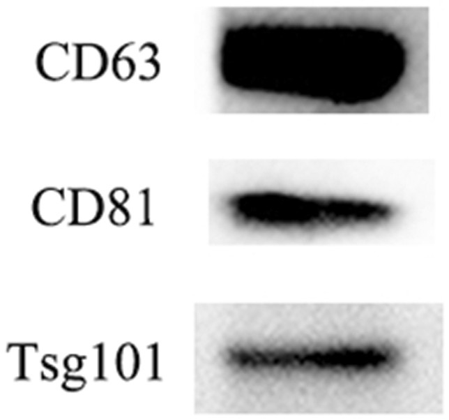 Mesenchymal stem cell exosome agent based on DNA tetrahedron, preparation method and application of mesenchymal stem cell exosome agent