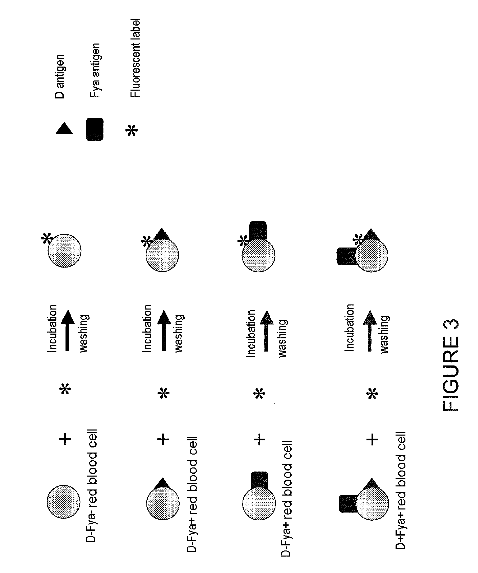 Detection of Antigens Carried by Erythrocytes and of Anti-Erthrocyte Antibodies