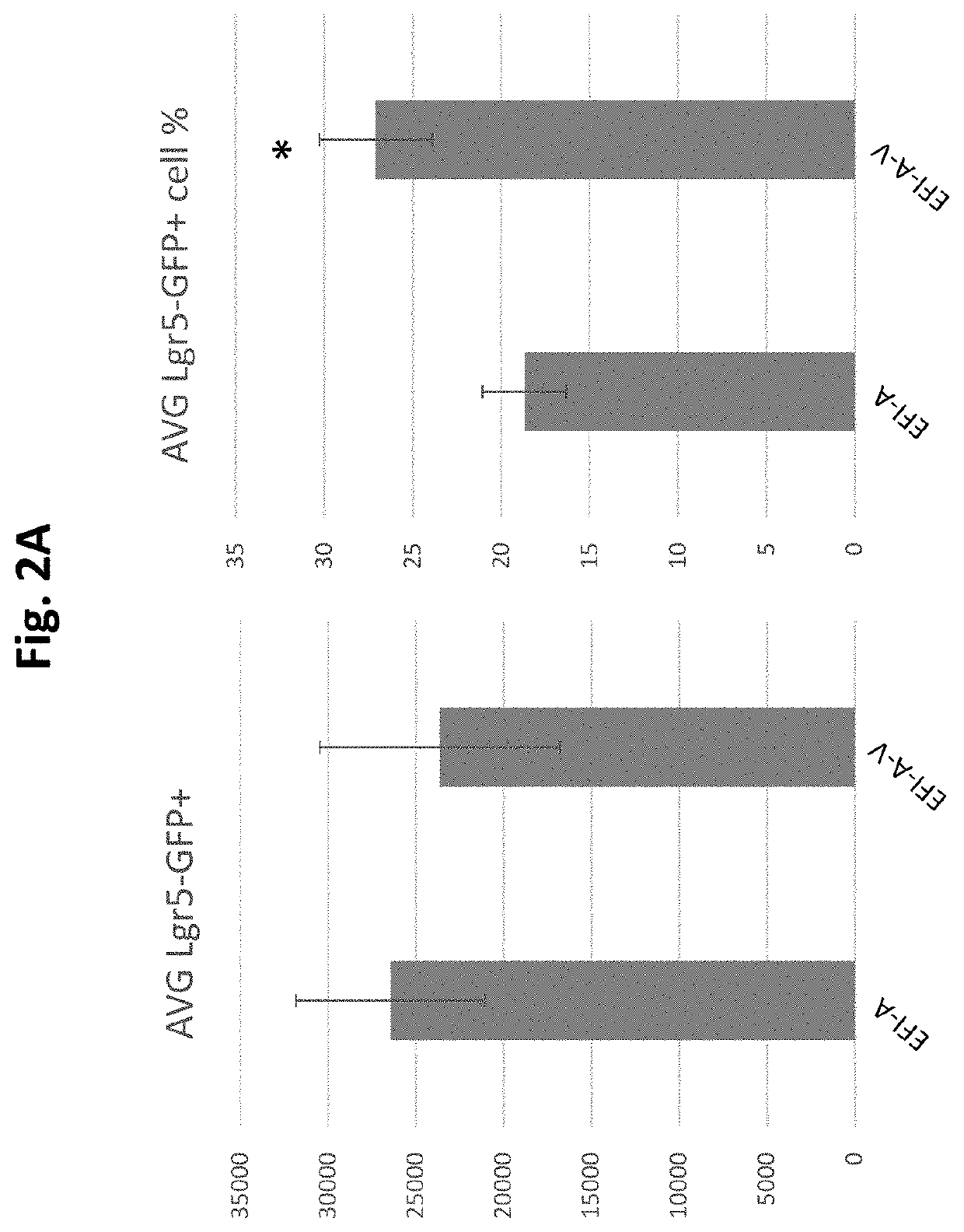 Compositions and methods for generating hair cells by downregulating foxo